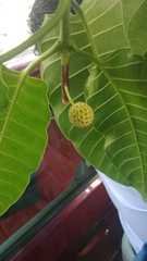 Neolamarckia cadamba