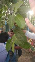 Neolamarckia cadamba