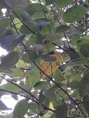 Neolamarckia cadamba