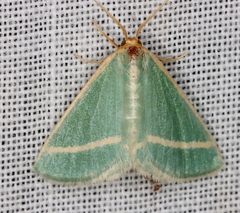 Mixocera latilineata