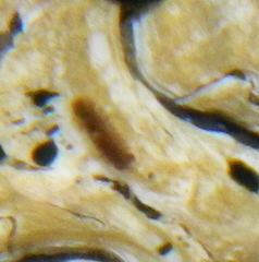Jaera albifrons