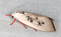 Brachybelistis neomorpha