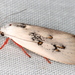 Xyloryctidae - Photo (c) Victor W Fazio III, alguns direitos reservados (CC BY-NC), uploaded by Victor W Fazio III