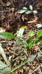 Sideroxylon lycioides