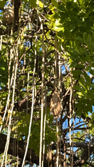 Kigelia africana