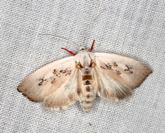 Brachybelistis neomorpha