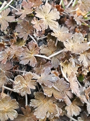 Geranium brevicaule