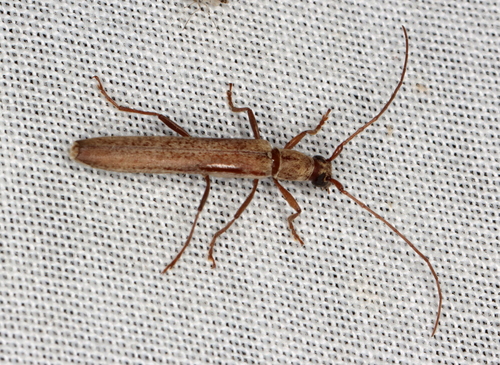 Uracanthus tropicus