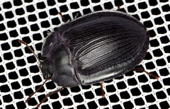 Heleina