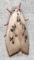 Brachybelistis neomorpha