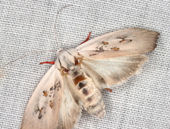 Brachybelistis neomorpha