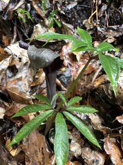 Arisaema ilanense