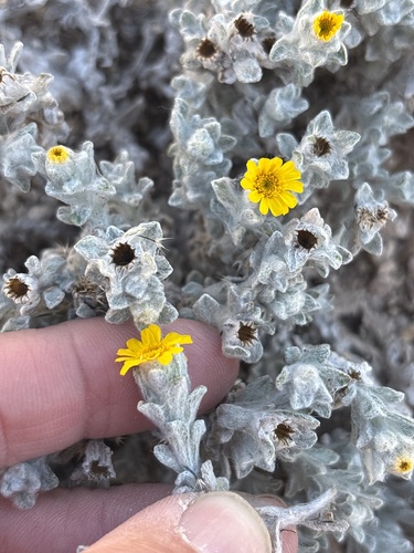 Thymophylla micropoides, photograph 3
