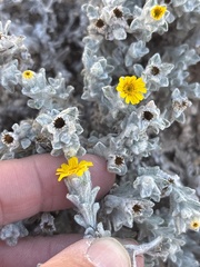 (c) Sam Kieschnick, some rights reserved (CC BY) Thymophylla micropoides, photograph (c) Sam Kieschnick, some rights reserved (CC BY)
