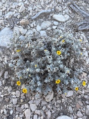 (c) Sam Kieschnick, some rights reserved (CC BY) Thymophylla micropoides, photograph (c) Sam Kieschnick, some rights reserved (CC BY)