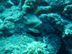 Canthigaster capistrata