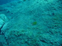 Chromis limbata
