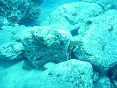 Chromis limbata