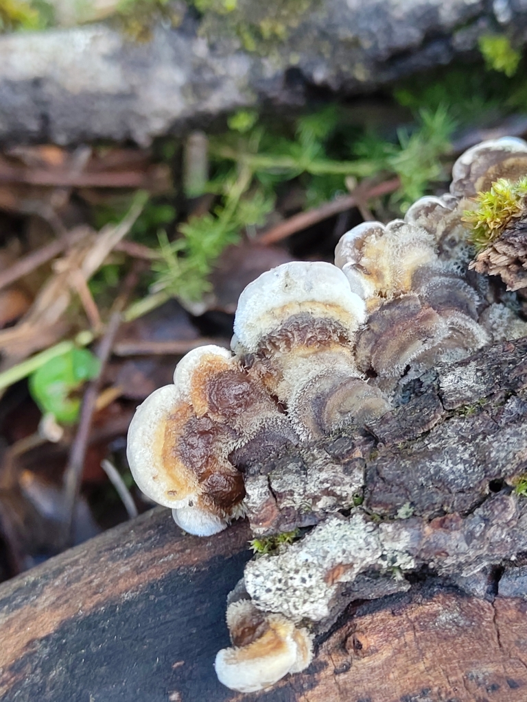 Auricularia mesenterica · November 2025 · photo: © rolandgodon (iNaturalist, cc-by)