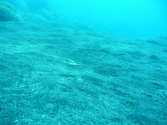 Canthigaster capistrata