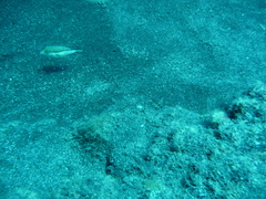 Canthigaster capistrata