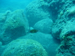 Chromis limbata