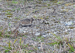 Alauda arvensis japonica