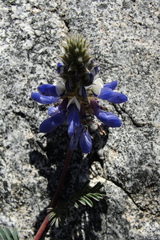 Dalea azurea
