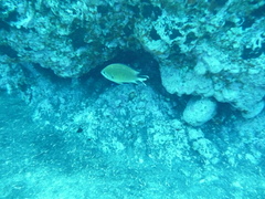 Chromis limbata
