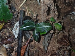 Zeuxine integrilabella