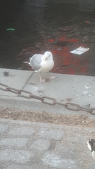 Larus argentatus