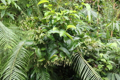 Schumacheria castaneifolia