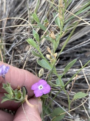 Hunzikeria texana, photograph (c) Sam Kieschnick, some rights reserved (CC BY)