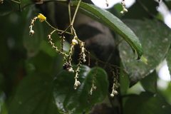 Schumacheria castaneifolia