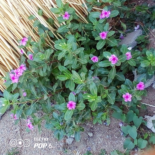 Madagascar Periwinkle
