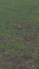 Turdus pilaris