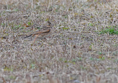 Alauda arvensis japonica