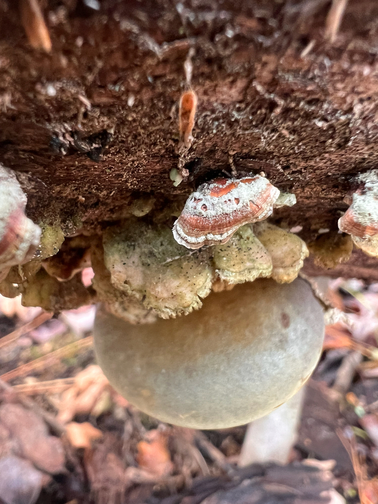 Sarcomyxa serotina · November 2025 · photo: © bdthomas (iNaturalist, cc-by)