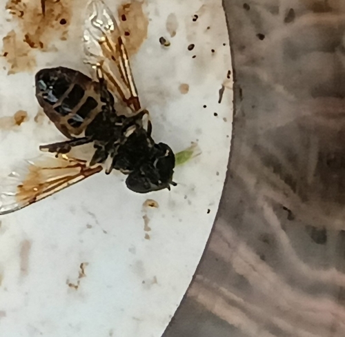 Unknown species found near Florida Department Of Agriculture, Gainesville, FL 32608, USA