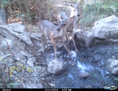 Odocoileus virginianus sinaloae