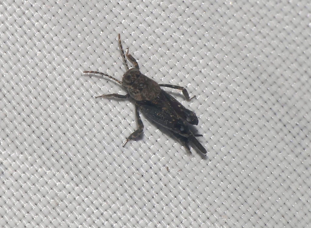 Mirhipipteryx columbiana