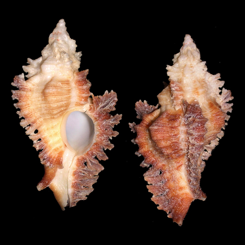 Lace Murex