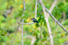 Galbula dea amazonum