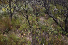 Lichtensteinia trifida