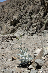 Argemone hunnemannii