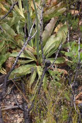 Lichtensteinia trifida