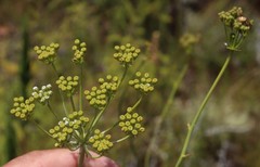Lichtensteinia trifida