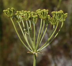Lichtensteinia trifida