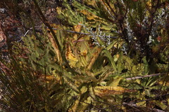 Lichtensteinia trifida