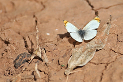 Colotis evagore